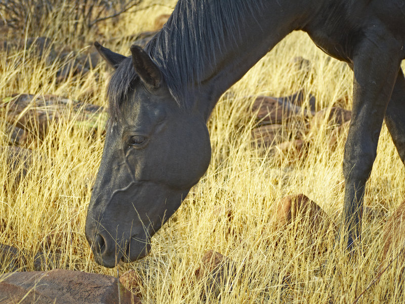 Horse, Grootberg